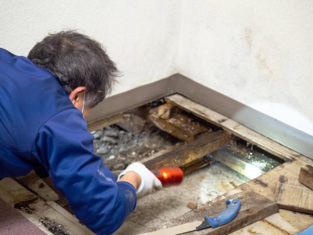Best Office Mold Removal Services  in East Oakdale, CA
