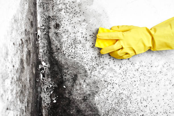 Best Mold Removal Company Near Me  in East Oakdale, CA