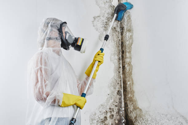 Crawl Space Mold Removal in East Oakdale, CA