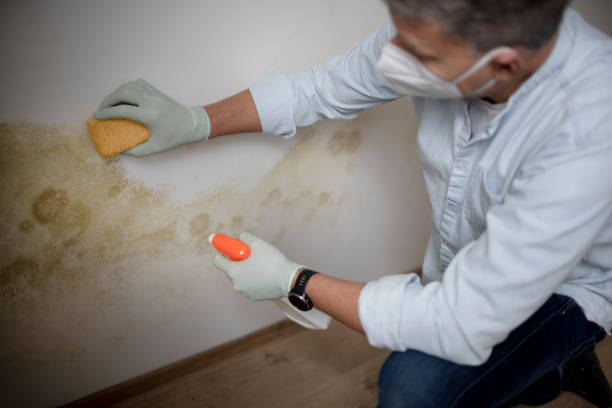 Certified Mold Removal in East Oakdale, CA
