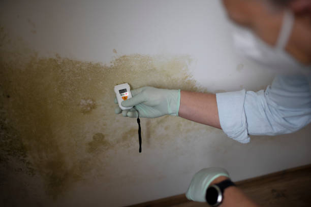 Best Home Mold Removal  in East Oakdale, CA