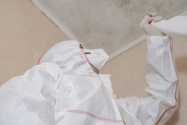 Best Attic Mold Removal  in East Oakdale, CA