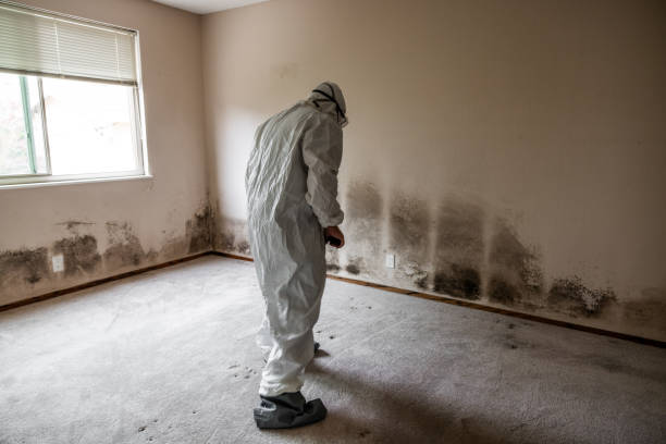 Best Fast Mold Removal  in East Oakdale, CA