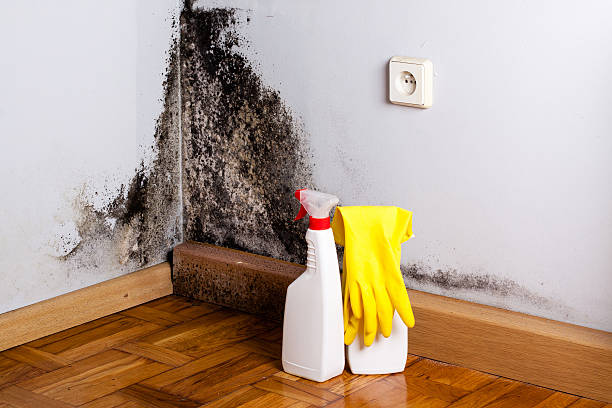 Professional Mold Removal in East Oakdale, CA