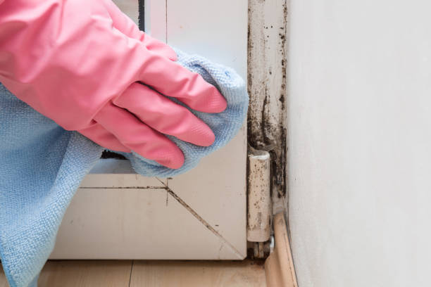  East Oakdale, CA Mold Removal Pros
