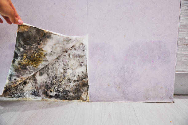 Best Same-Day Mold Removal  in East Oakdale, CA